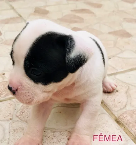 Filhote FÊMEA AMERICAN BULLY
