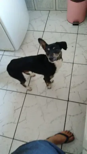 cachorro/cão Doação