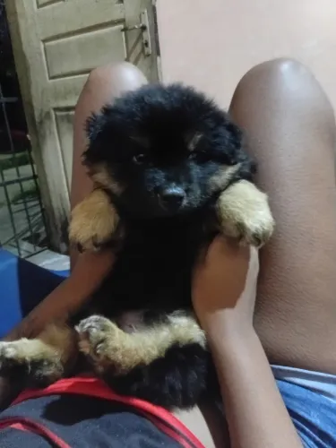 Vendo o cachorro chow chow