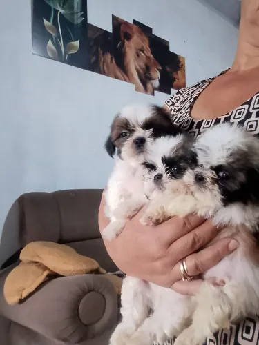 Vende se 