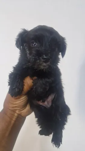 Vendo poodle macho 