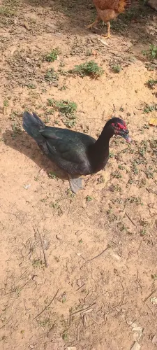 Patos adultos 