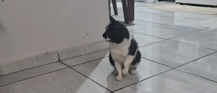 Doa-se  gata adulta 1 ano