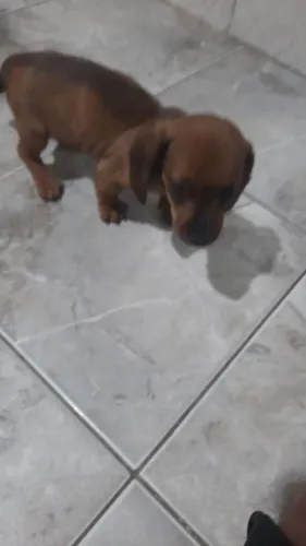 Vendo cachorrinha salsicha