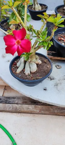 Vende Rosa do deserto