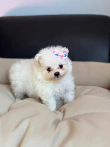 Spitz alemão