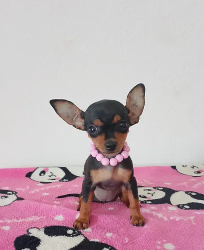 Pinscher zerinho 