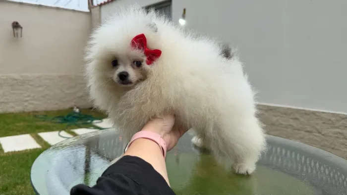 Spitz alemão - lulu da pomerania (linhagem chocolate)
