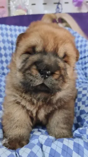 Chow Chow pedigree cbkc 