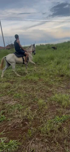 Vende-se potro manso