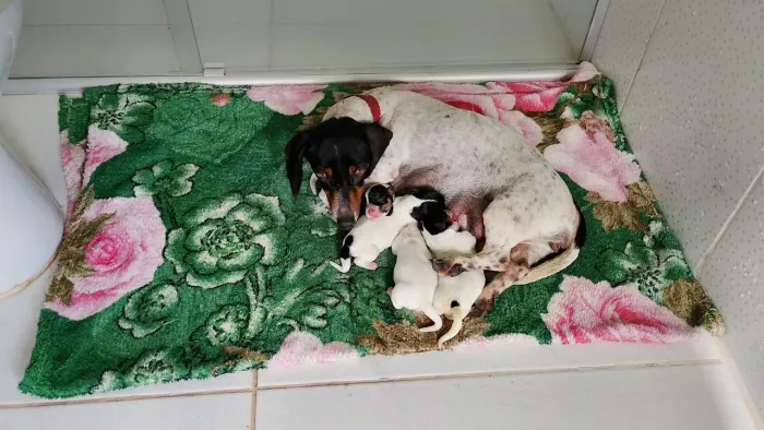 Filhotes de Dashund piebald