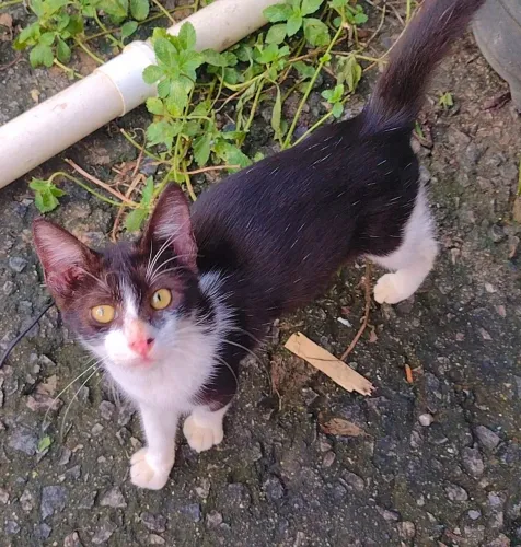 Gatinho