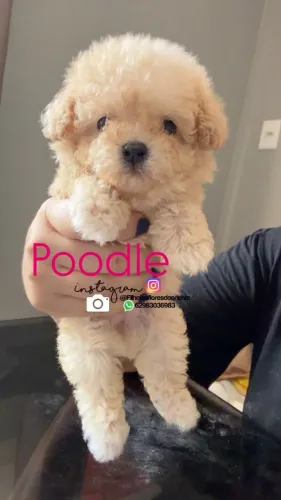 Poodle micro fêmea Insta gram @filhotesfloresdooriente