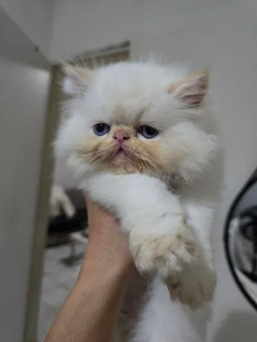 Gato persa original