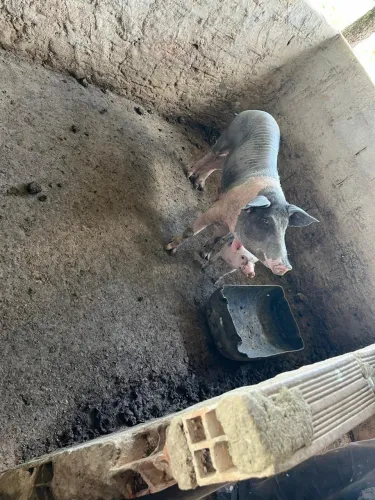 !!!!URGENTE!!! VENDO PORCAS MOJANDO FÊMEA