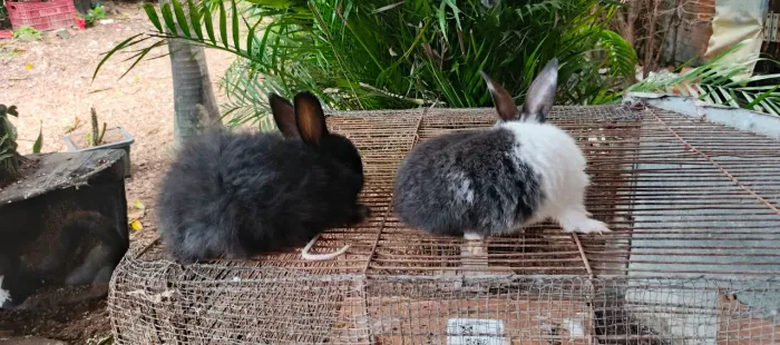 Casal de coelho