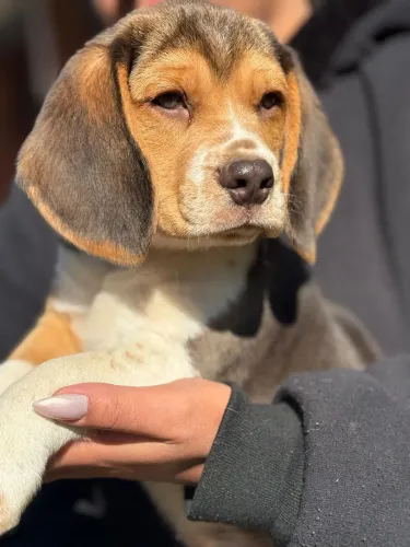 Filhote de Beagle macho