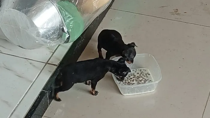 Pinche 1 fêmeas disponível