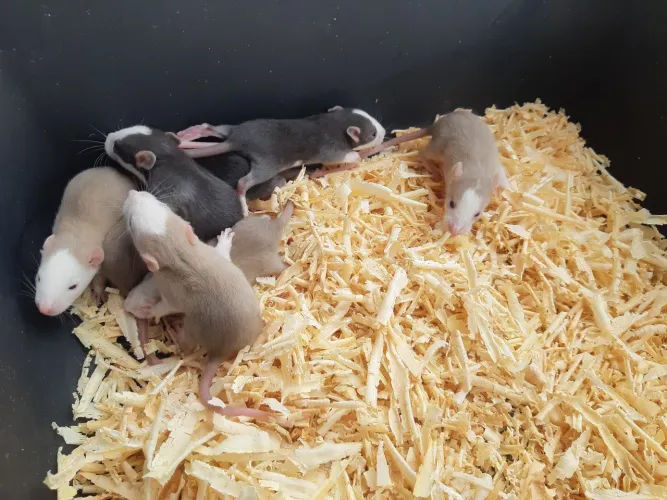 Twister e camundongos 