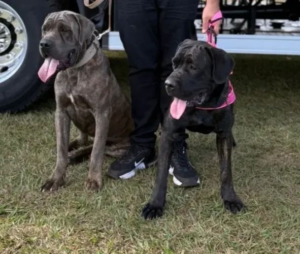 Vendo uma Fêmea de cane Corso Italiano 5 meses
