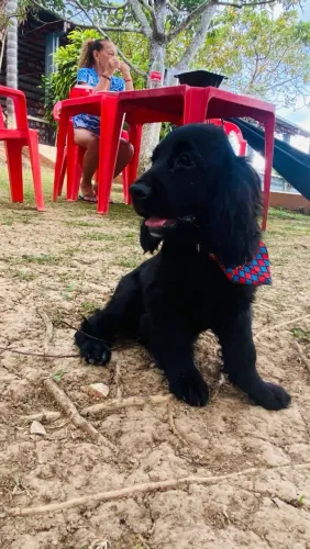 Cocker spaniel