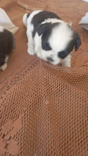 Cachorro