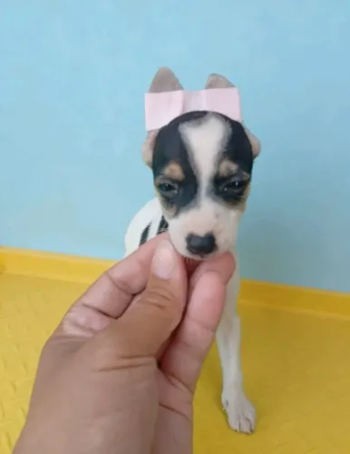 Pinscher ideal pra apartamento Confira