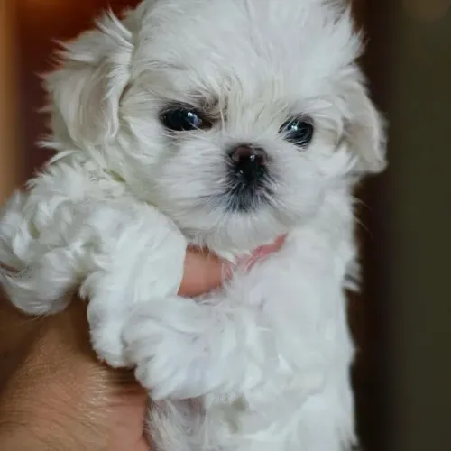 Filhotes de Maltes | Venha conhecer nossos cãezinhos pessoalmente!