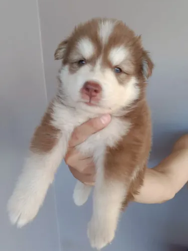 Filhotes de husky siberiano - 2 machos disponíveis 