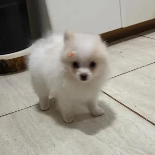 Cachorro
