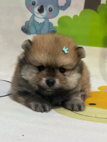  Spitz alemão anão 