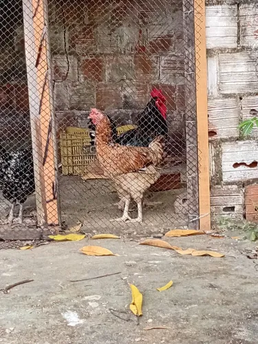 Galo e Galinha GSB