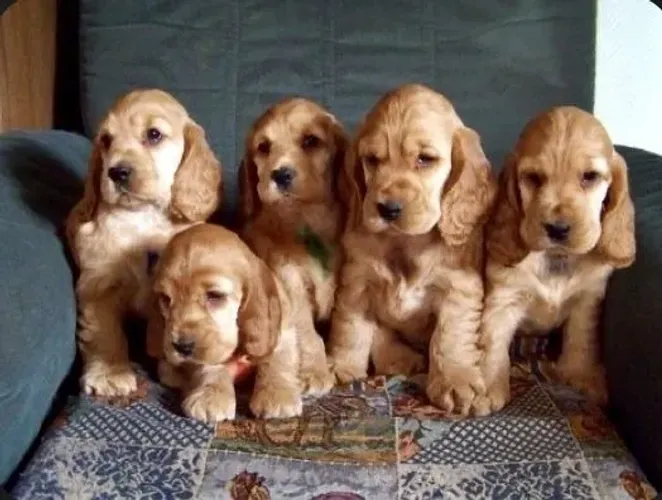 Cocker Spaniel "Carinho me incomoda."