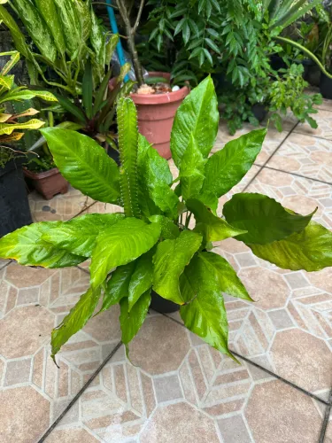 Planta jasmim