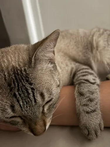 Doação de gato castrado 