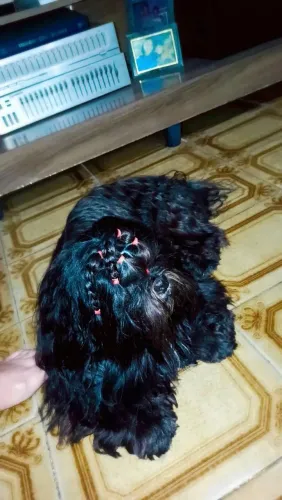 Shih tzu em busca de namorada