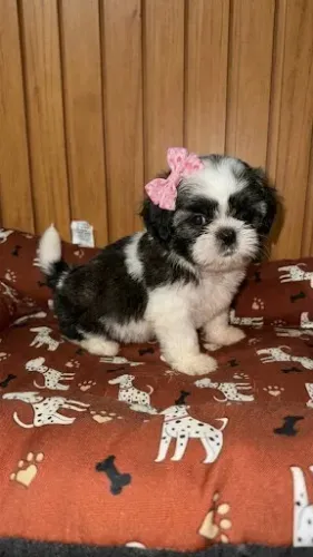 Shihtzu fêmea *