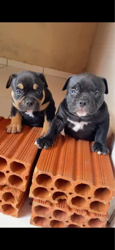 VENDO AMERICAN BULLY