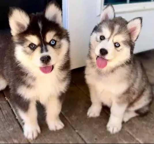 Husky siberiano: filhotes vacinado e liberados para você !! Adquira o seu pet hoje