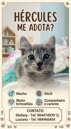 Doação de Gatinho macho