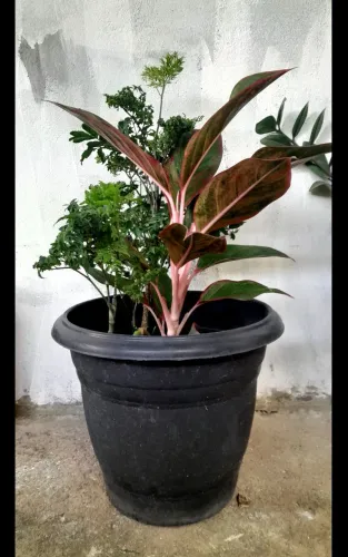 Aglaonema Vermelha/Árvore da Felicidade