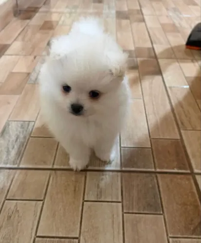 Spitz
