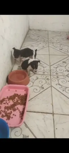 Vendo pinscher macho cor preto e branco lindos filhotes 