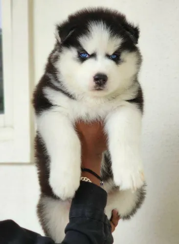 Husky siberiano filhote
