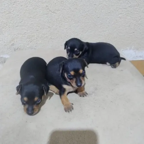 Pinscher 1