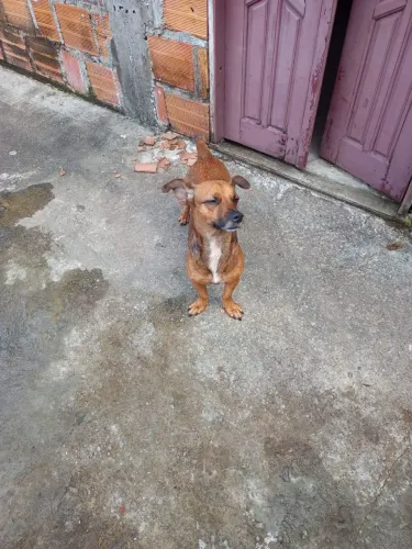 Cachorro pra adoação responsável
