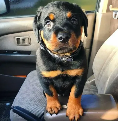 Rottweiler Laços que se Criam