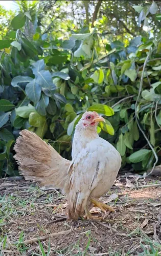 Galinhas Garnizé Seresma Moder Game Brahma
