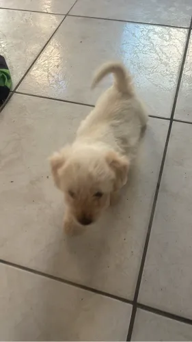 Vendo uma cachorrinha fêmea com 45 dias de nascida já vermifugada número 01 poodle