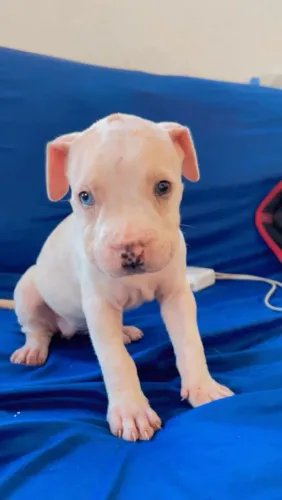 Filhote de Pitbull 
